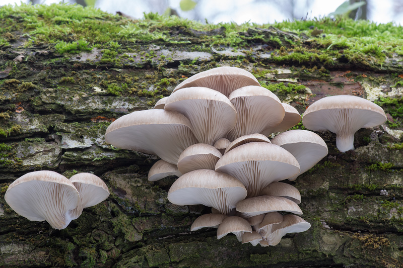 Pleurotus ostraetus